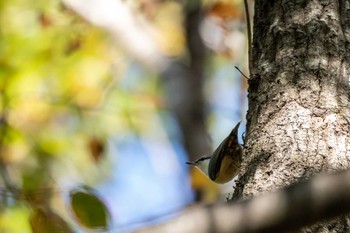 Eurasian Nuthatch 泉ヶ岳 Mon, 10/28/2019