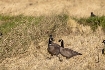 2019年10月28日(月) 美里町の野鳥観察記録