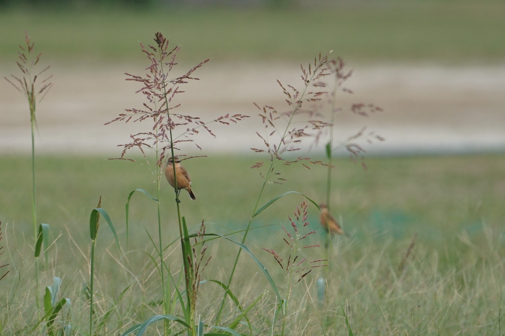 Amur Stonechat