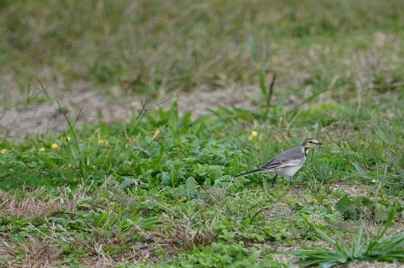 White Wagtail