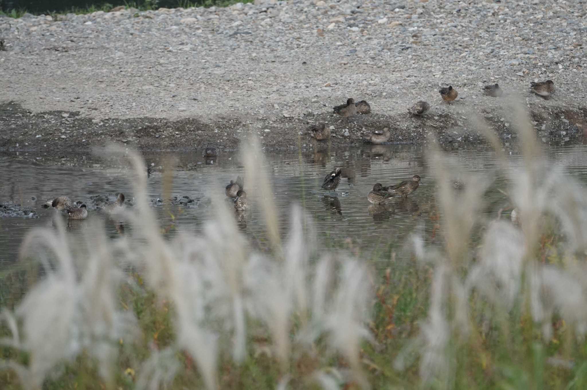 Photo of Eurasian Teal at 猪名川 by マル