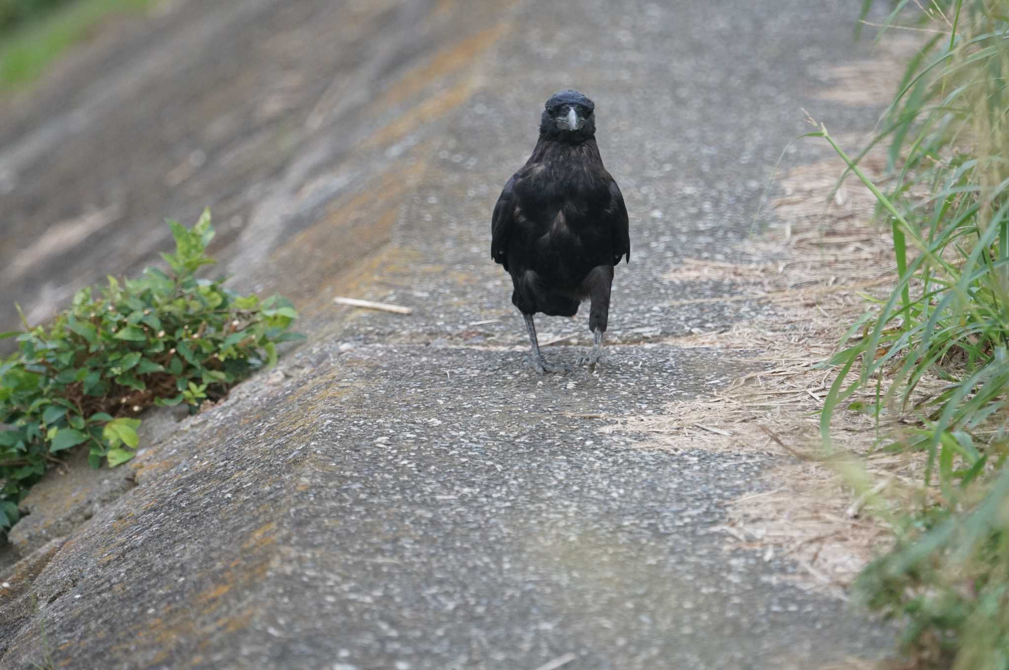 Carrion Crow