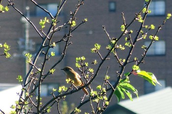 ジョウビタキ 加木屋緑地 2019年10月28日(月)