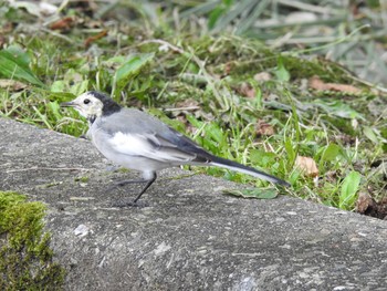 Sun, 8/25/2019 Birding report at Senjogahara Marshland