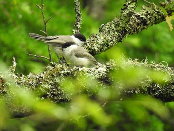 2019年7月15日(月) 戦場ヶ原の野鳥観察記録