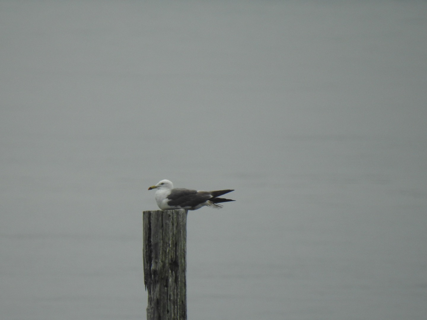 Black-tailed Gull