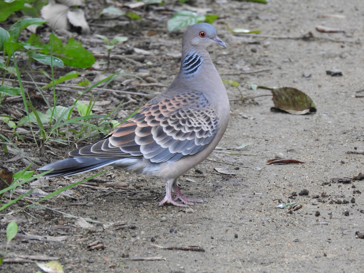 Oriental Turtle Dove