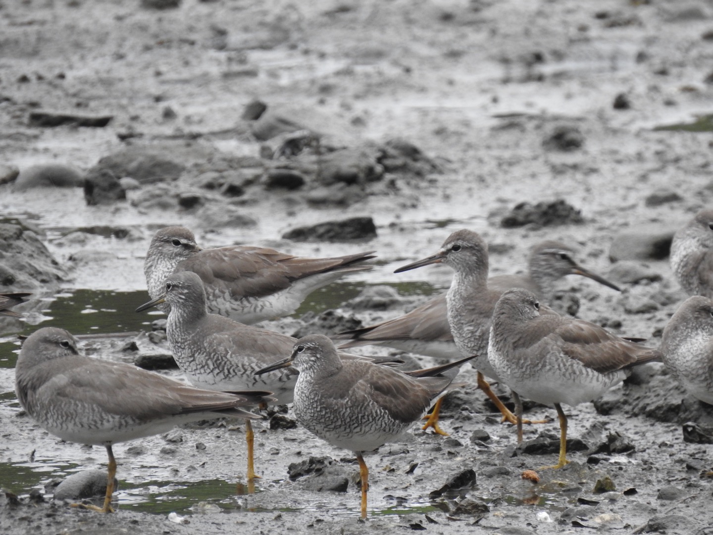 Grey-tailed Tattler