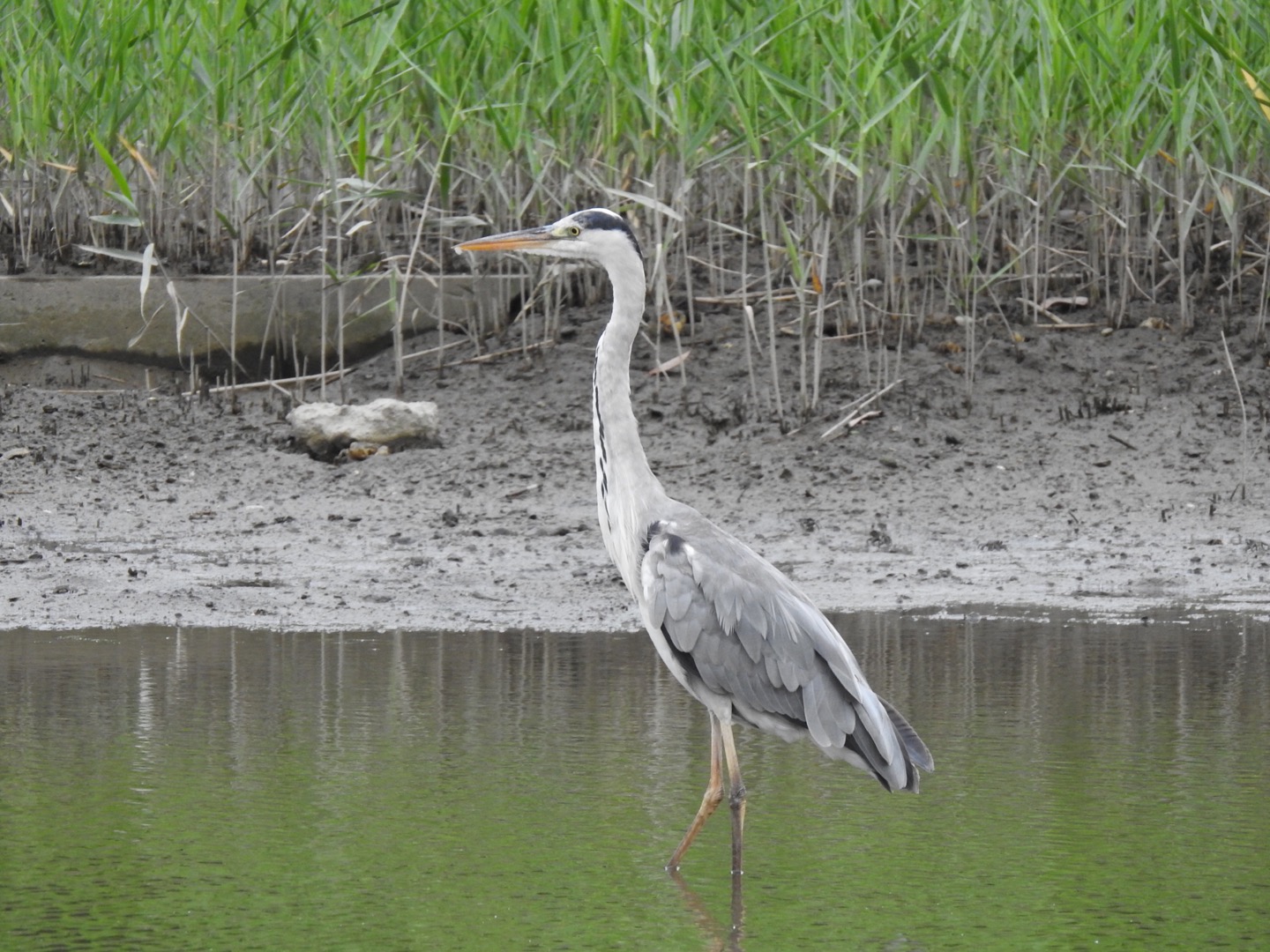 Grey Heron