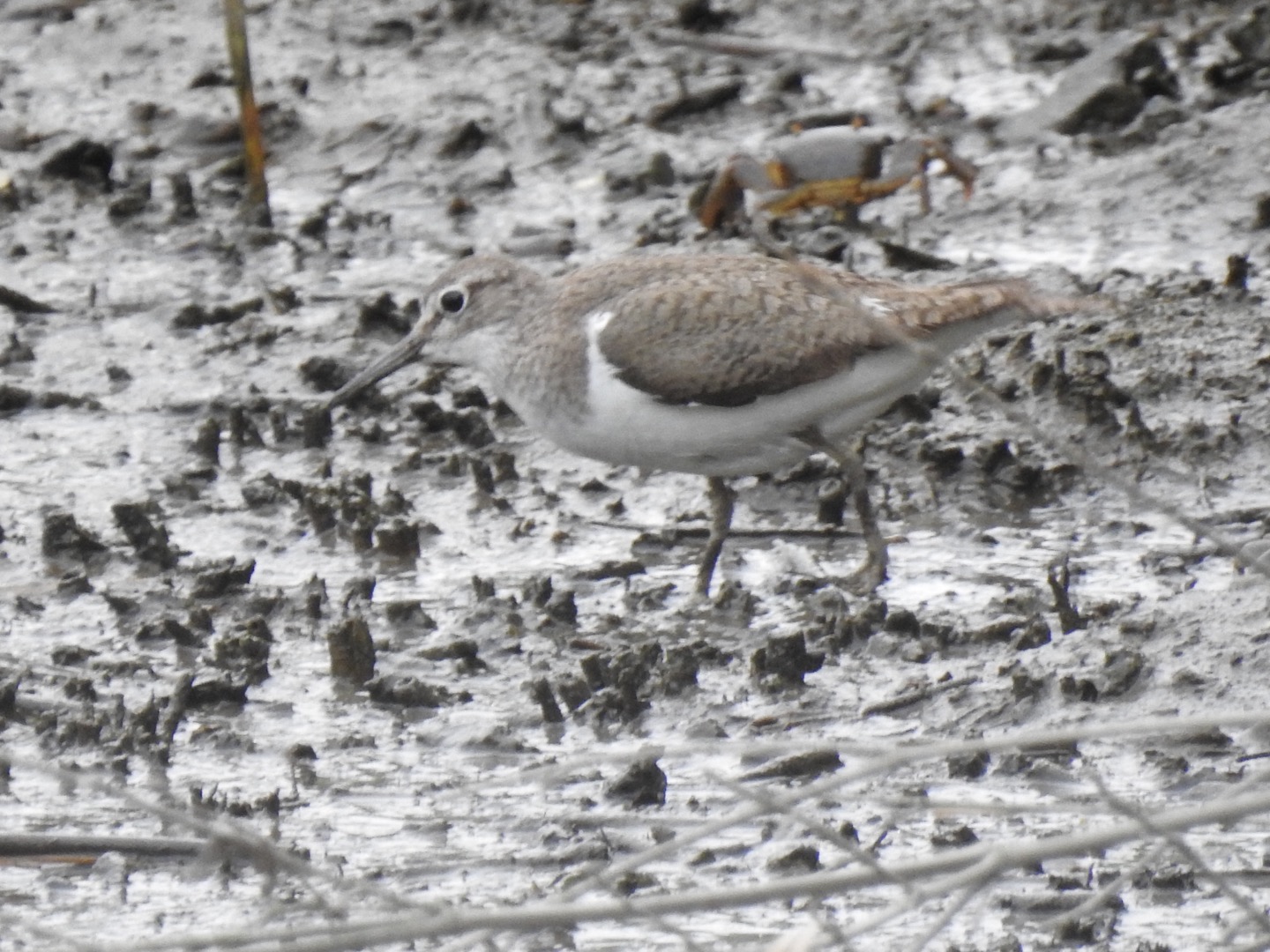 Common Sandpiper