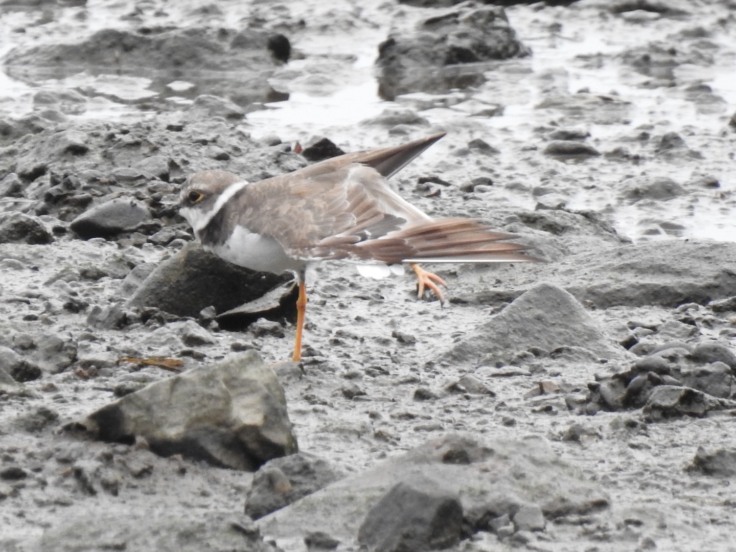 Little Ringed Plover