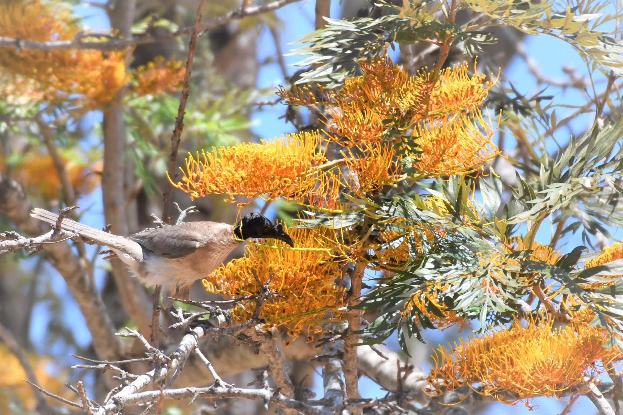 Noisy Friarbird