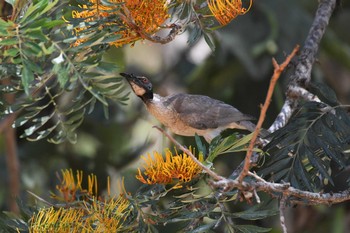 Noisy Friarbird