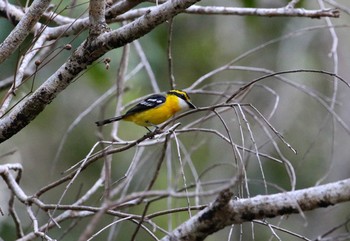 Yellow-breasted Boatbill