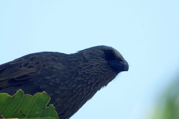 ハイイロツチスドリ アイアンレンジ国立公園 2019年10月12日(土)