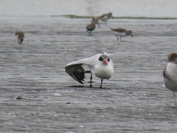 Caspian Tern Sambanze Tideland Sun, 10/27/2019