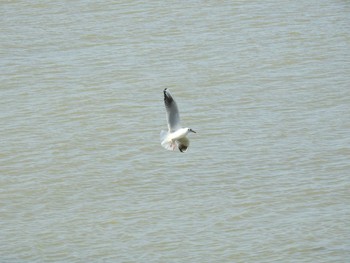 ユリカモメ 葛西臨海公園 2019年10月28日(月)