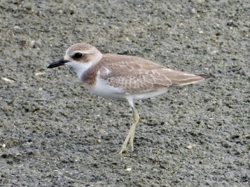 Greater Sand Plover Osaka Nanko Bird Sanctuary Sun, 9/8/2019