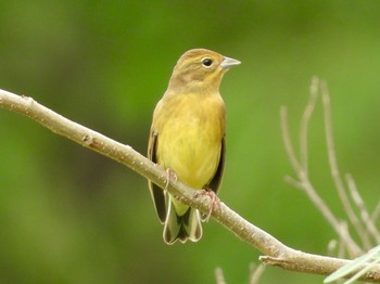 Yellow Bunting 甲山森林公園 Wed, 10/2/2019