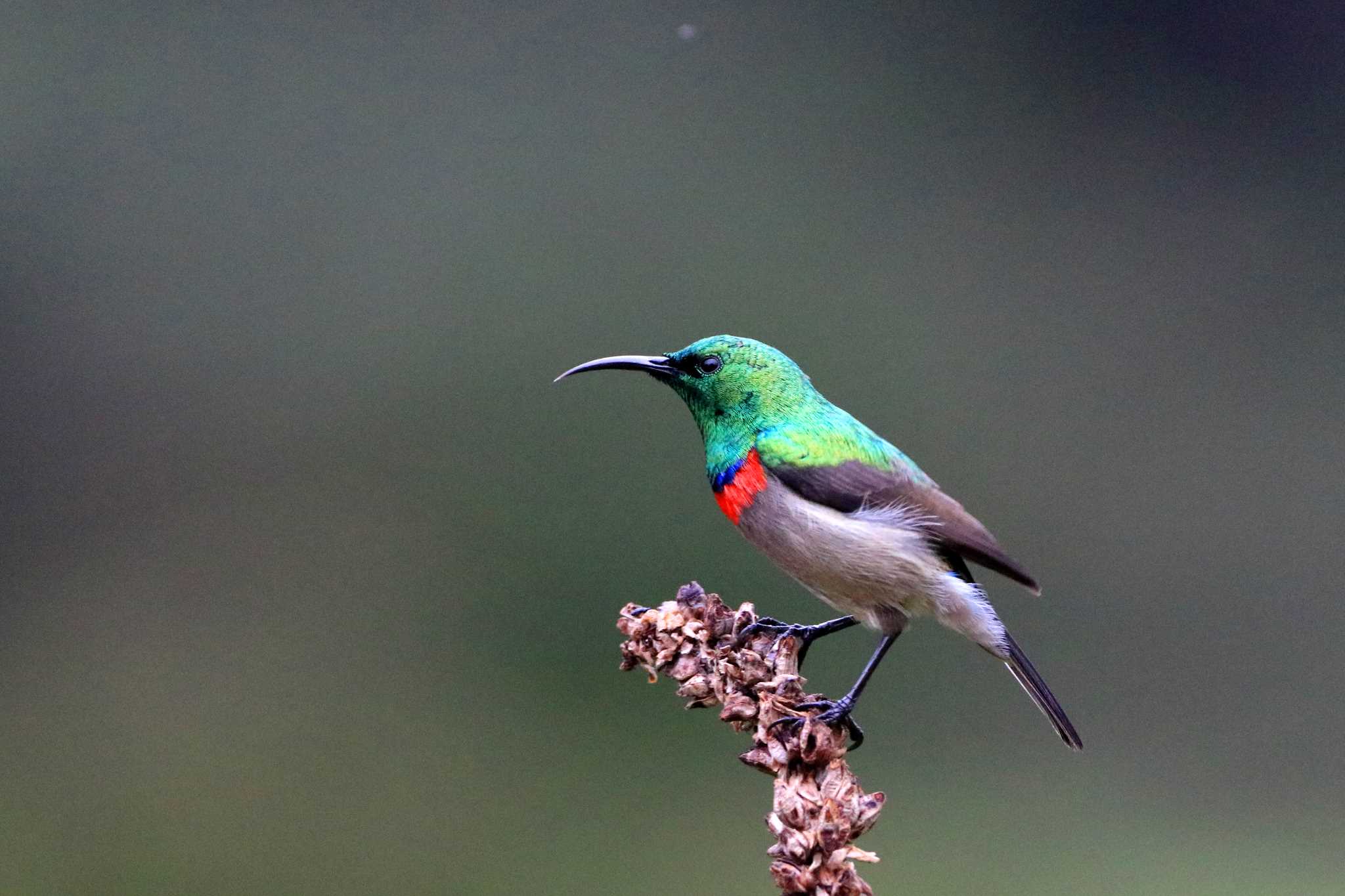 Photo of Southern Double-collared Sunbird at Kirstenbosch National Botanical Garden(South Africa) by とみやん