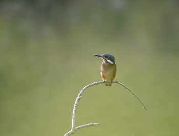 Common Kingfisher Unknown Spots Thu, 9/26/2019