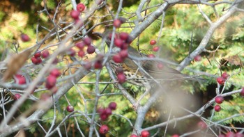 2019年10月27日(日) 北大研究林(北海道大学苫小牧研究林)の野鳥観察記録