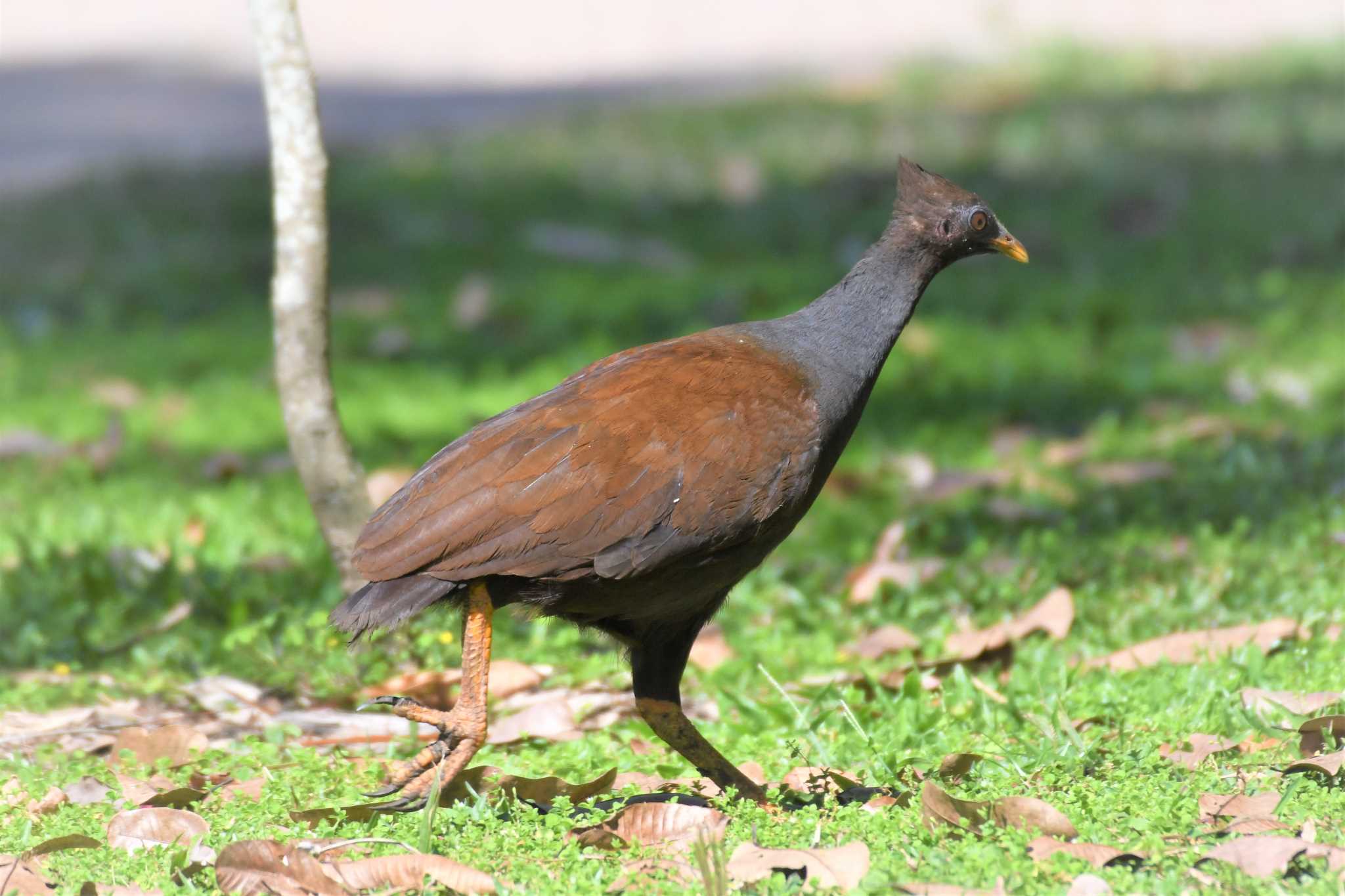 Orange-footed Scrubfowl