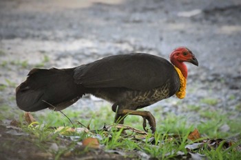 Australian Brushturkey オーストラリア,ケアンズ～アイアインレンジ Sat, 10/12/2019