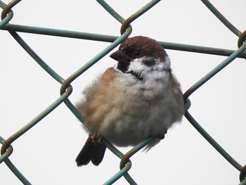 Eurasian Tree Sparrow