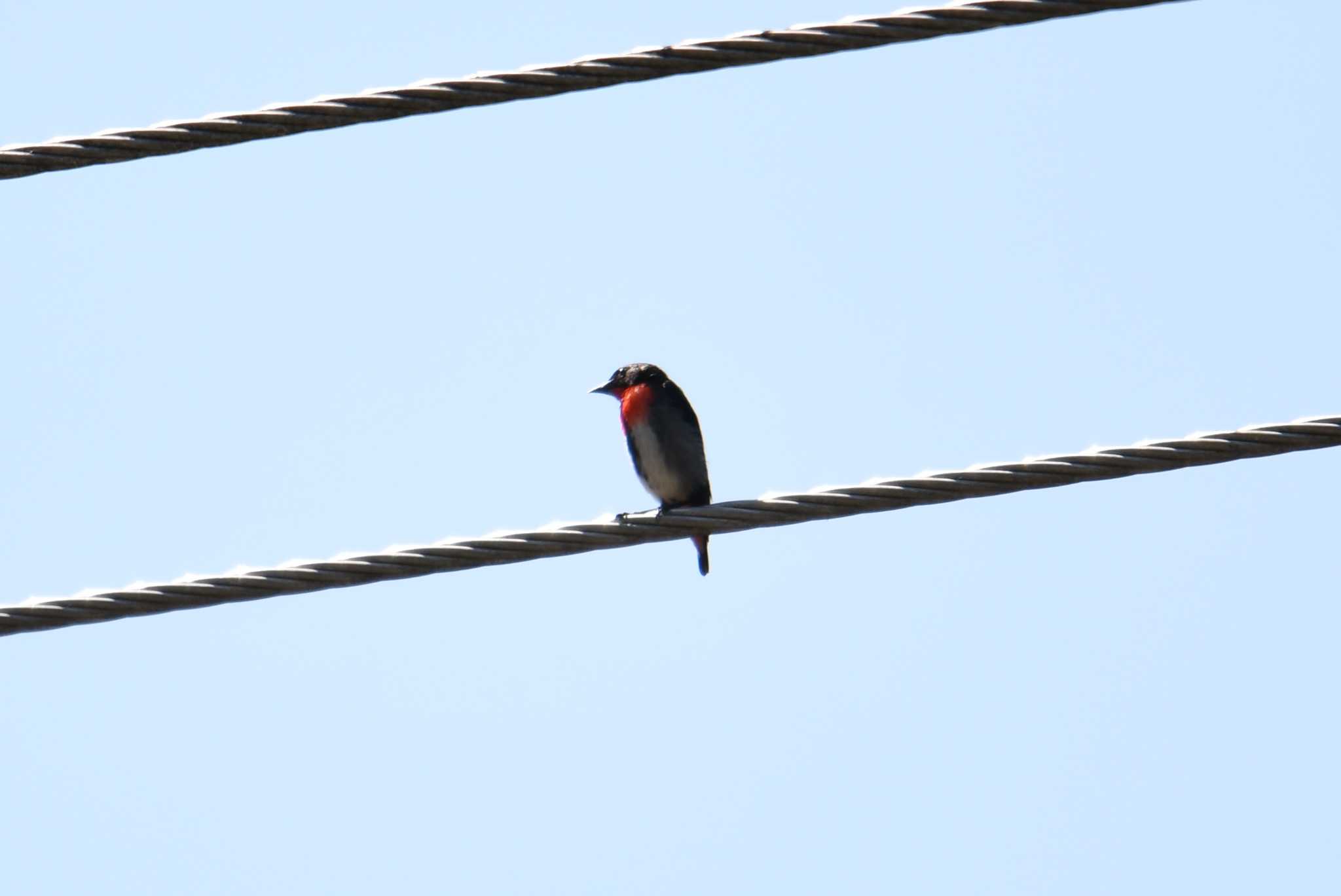 Photo of Mistletoebird at ケアンズ by あひる