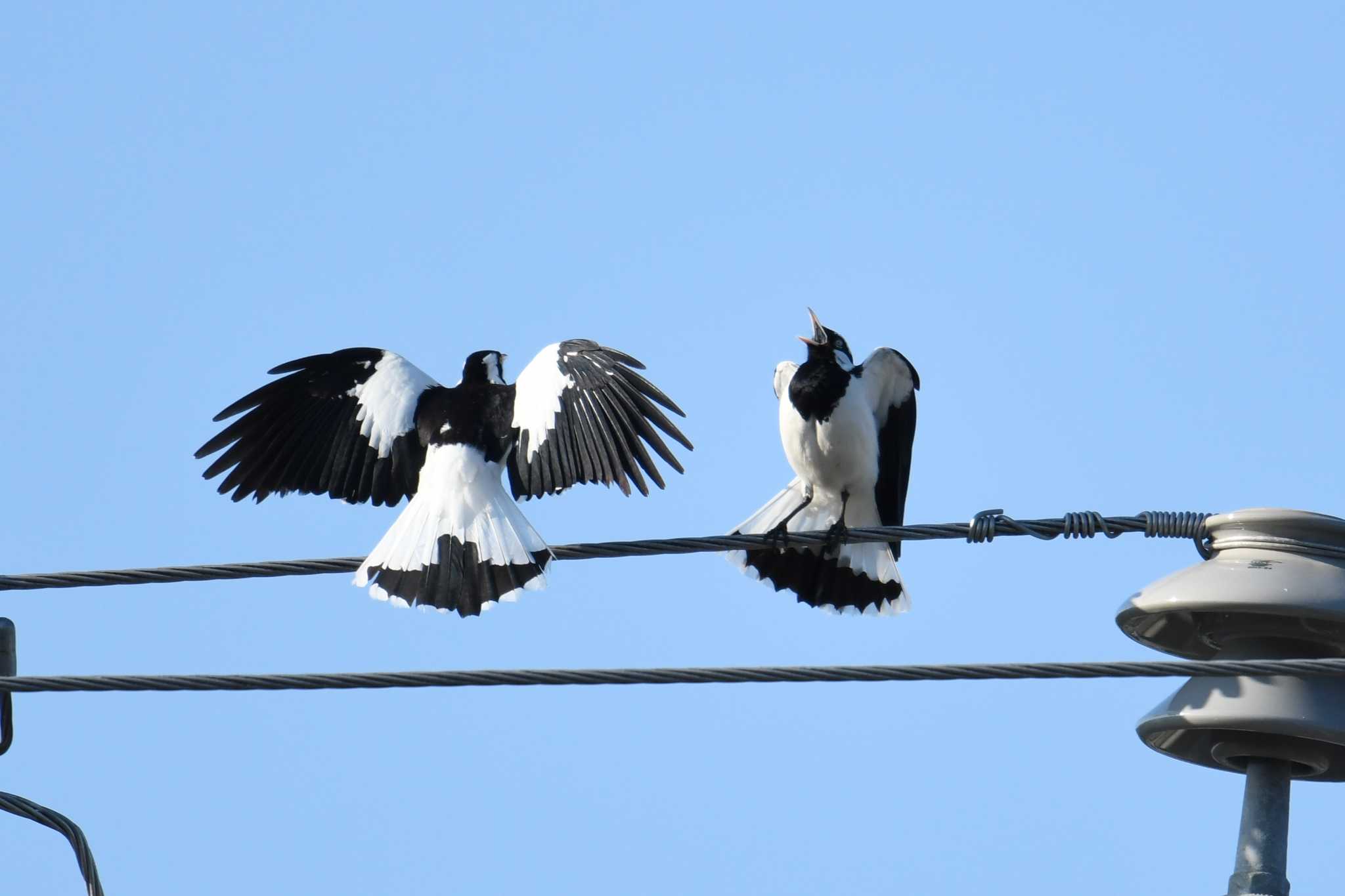 Photo of Magpie-lark at ケアンズ by あひる