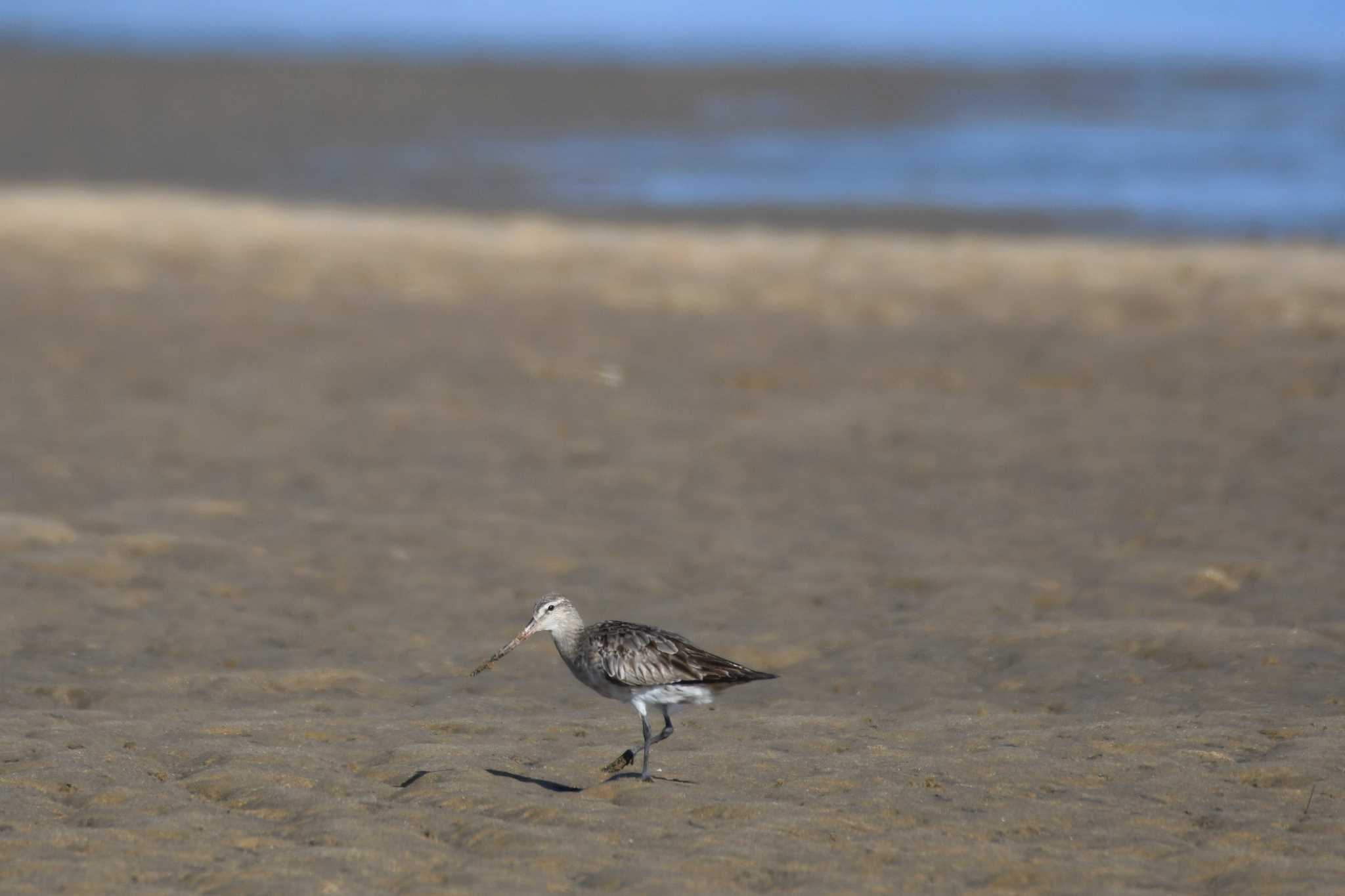 Photo of Bar-tailed Godwit at オーストラリア,ケアンズ～アイアインレンジ by でみこ