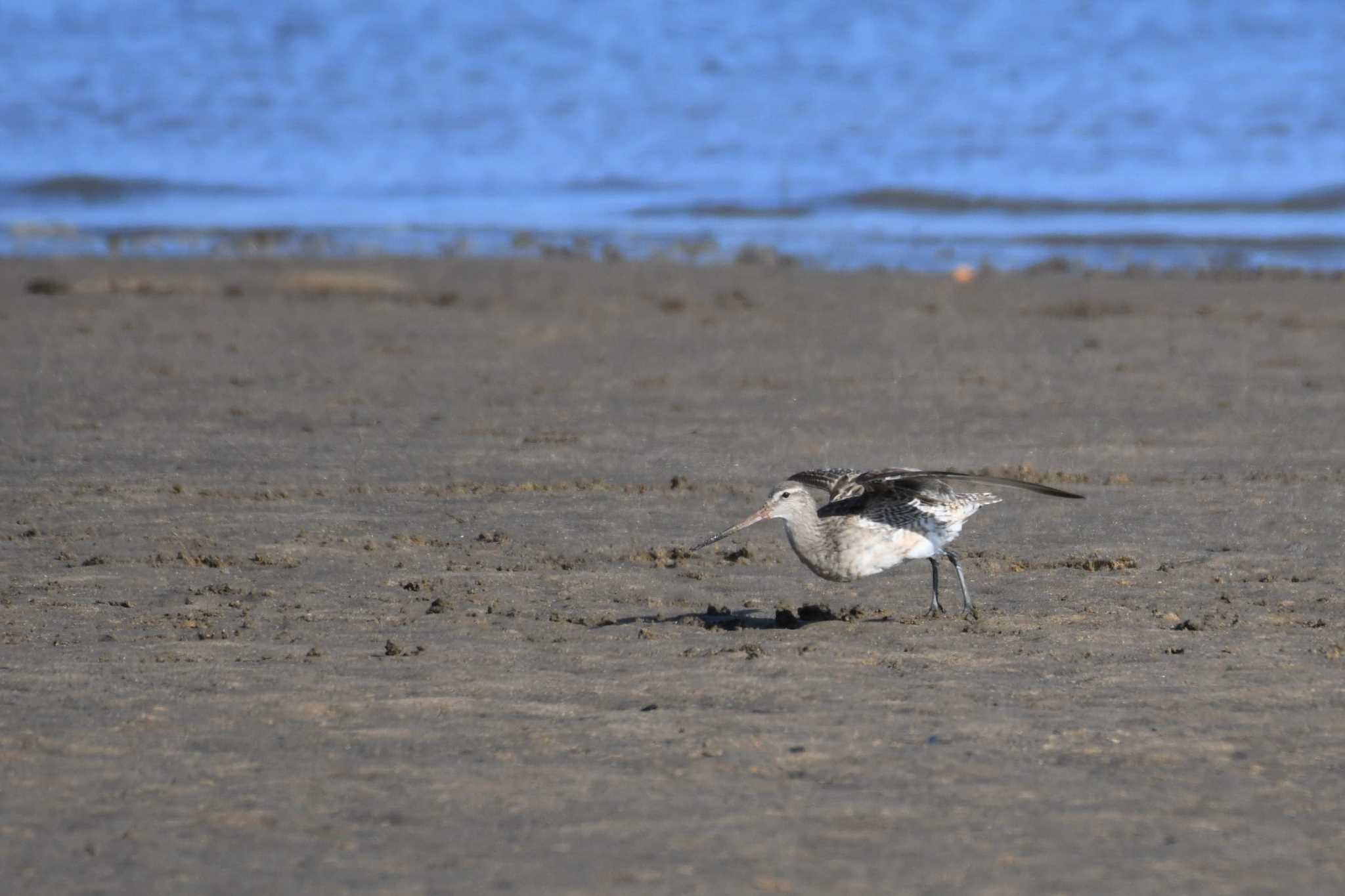 Bar-tailed Godwit