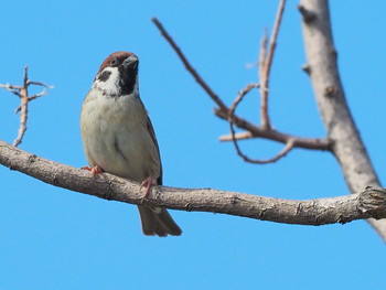 Eurasian Tree Sparrow 西宮市今津港 Sun, 10/27/2019