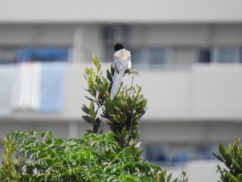 2019年9月1日(日) 葛西臨海公園の野鳥観察記録