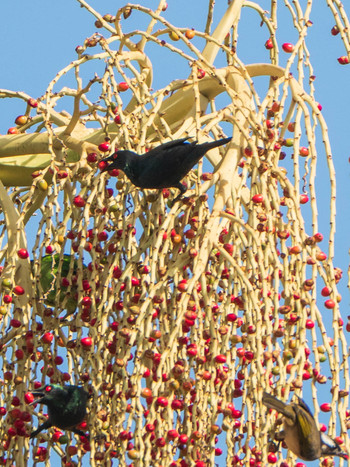 2019年10月20日(日) 台北市の野鳥観察記録