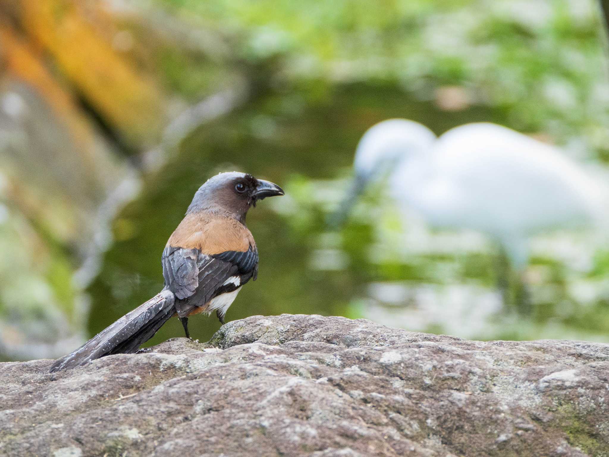 Photo of Grey Treepie at 陽明山前山公園 by ryokawameister