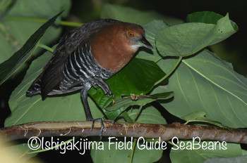 Slaty-legged Crake Ishigaki Island Tue, 10/29/2019