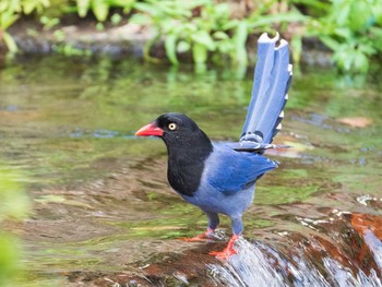 Taiwan Blue Magpie 陽明山前山公園 Mon, 10/21/2019