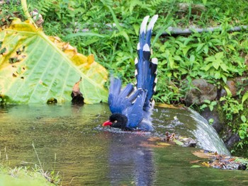 Taiwan Blue Magpie 陽明山前山公園 Mon, 10/21/2019