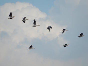 2019年10月25日(金) Mishmar HaSharon, Israel の野鳥観察記録