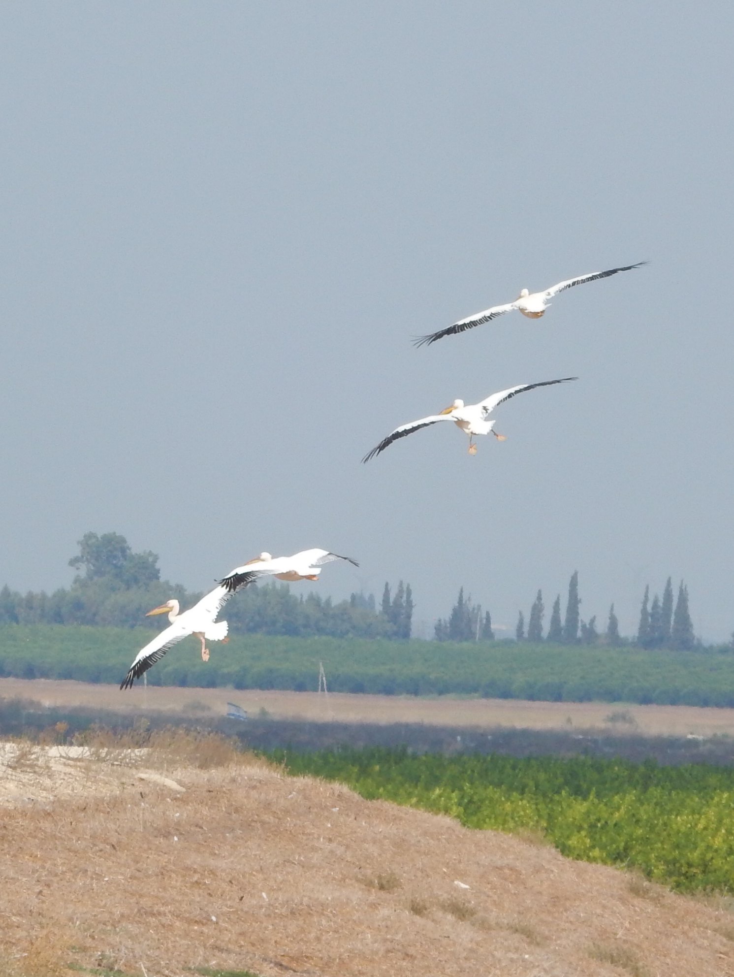 Mishmar HaSharon, Israel  モモイロペリカンの写真 by tlvatsko83