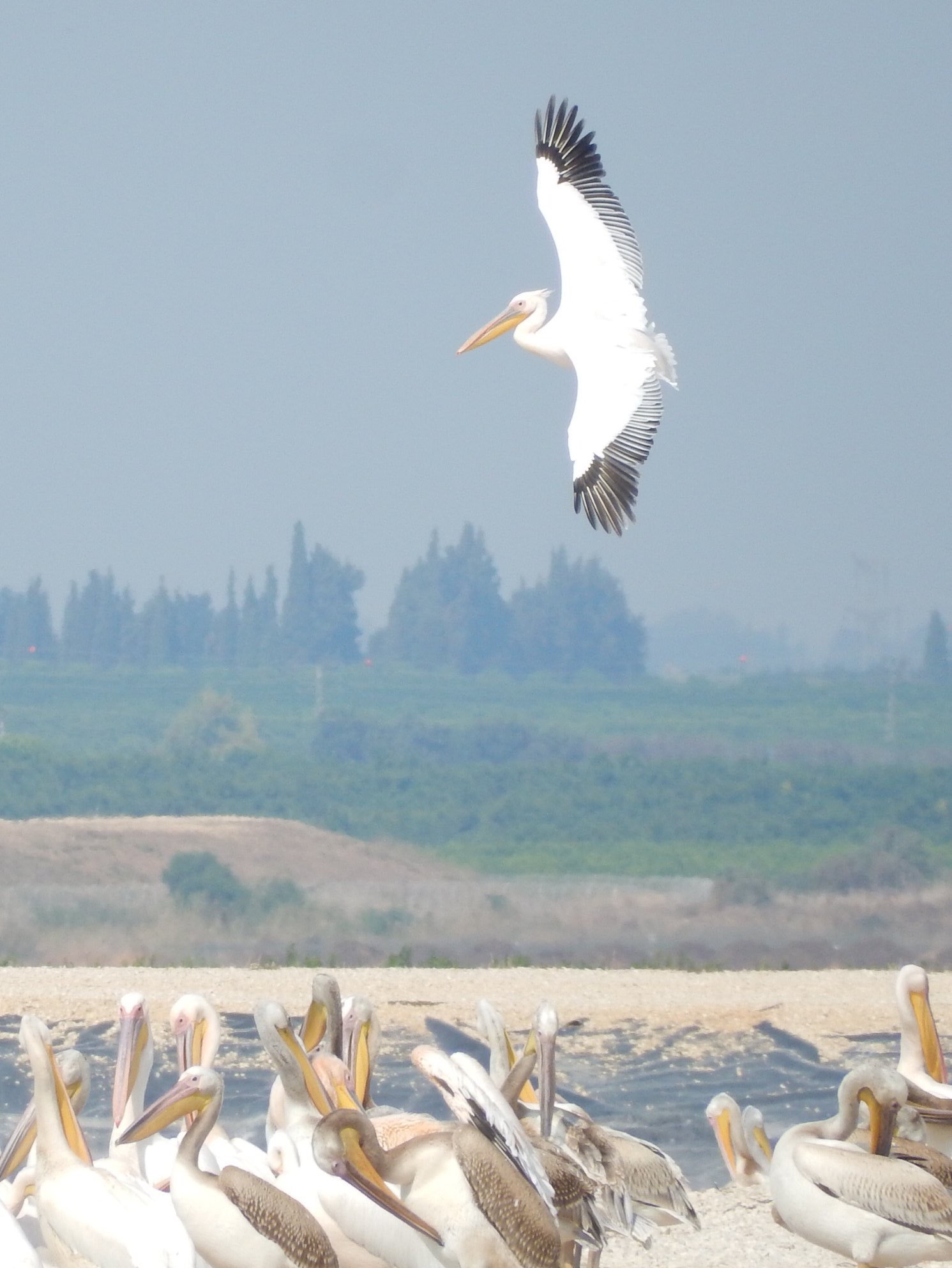 Mishmar HaSharon, Israel  モモイロペリカンの写真 by tlvatsko83