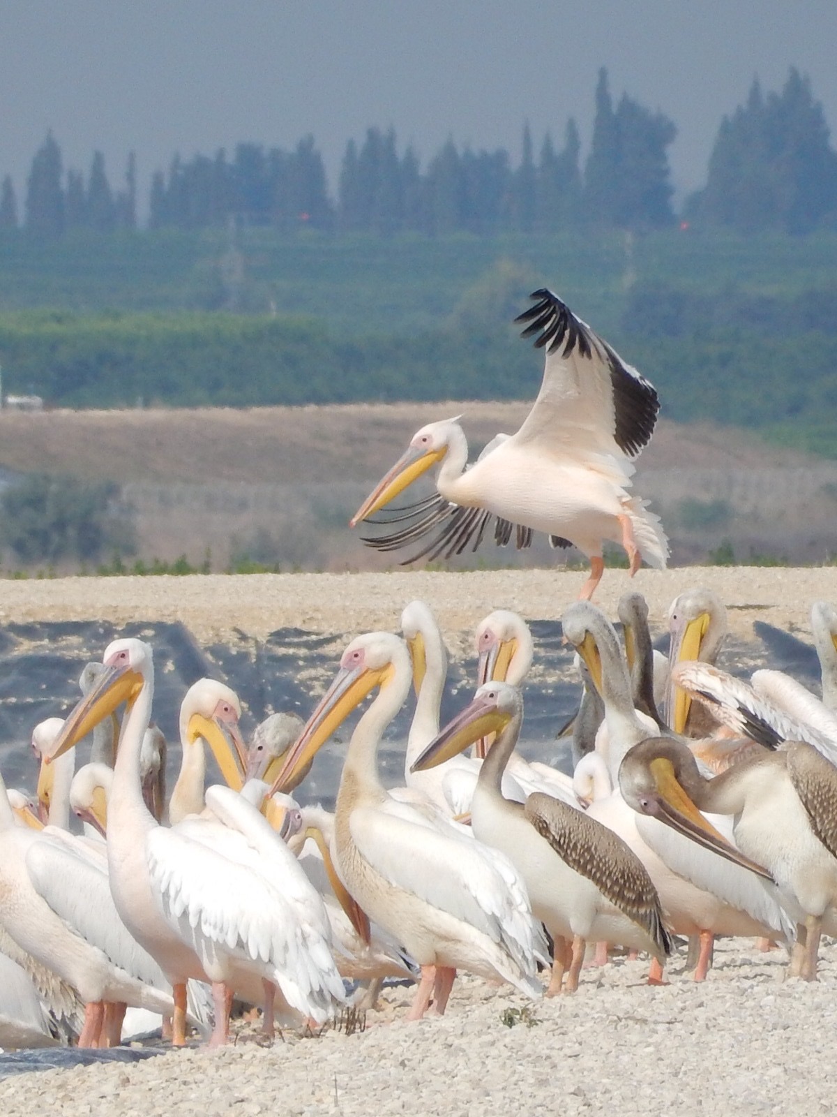 Mishmar HaSharon, Israel  モモイロペリカンの写真 by tlvatsko83