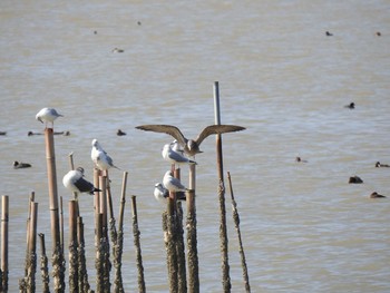 ウミネコ 葛西臨海公園 2019年10月28日(月)