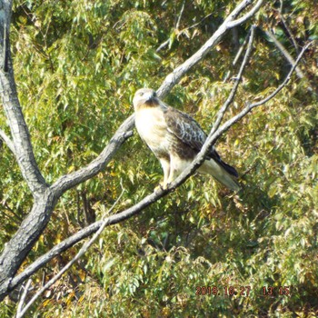 Eastern Buzzard Hikarigaoka Park Sun, 10/27/2019