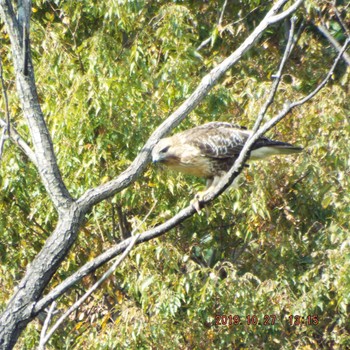 Eastern Buzzard Hikarigaoka Park Sun, 10/27/2019