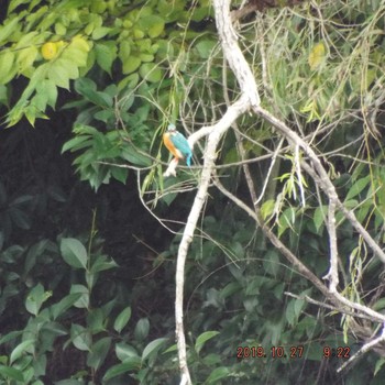 Common Kingfisher Hikarigaoka Park Sun, 10/27/2019