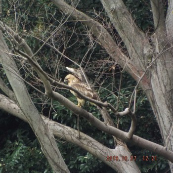 Eastern Buzzard Hikarigaoka Park Sun, 10/27/2019