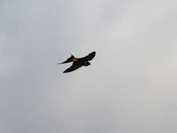 Red-rumped Swallow 東京12 Sun, 10/20/2019